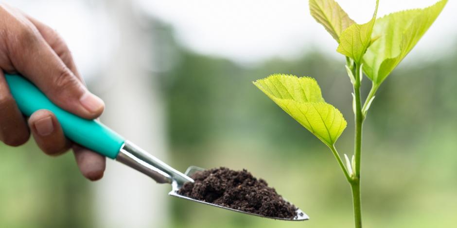 Keinling wird gepflanzt