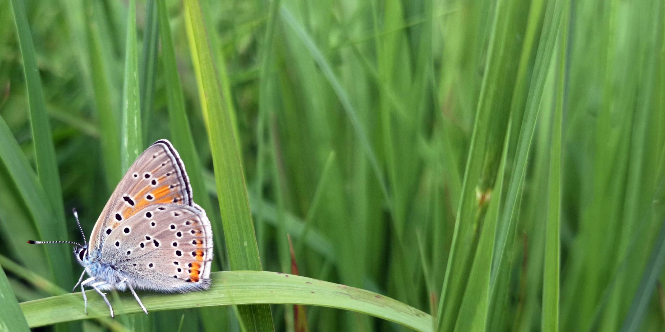 Schmetterling