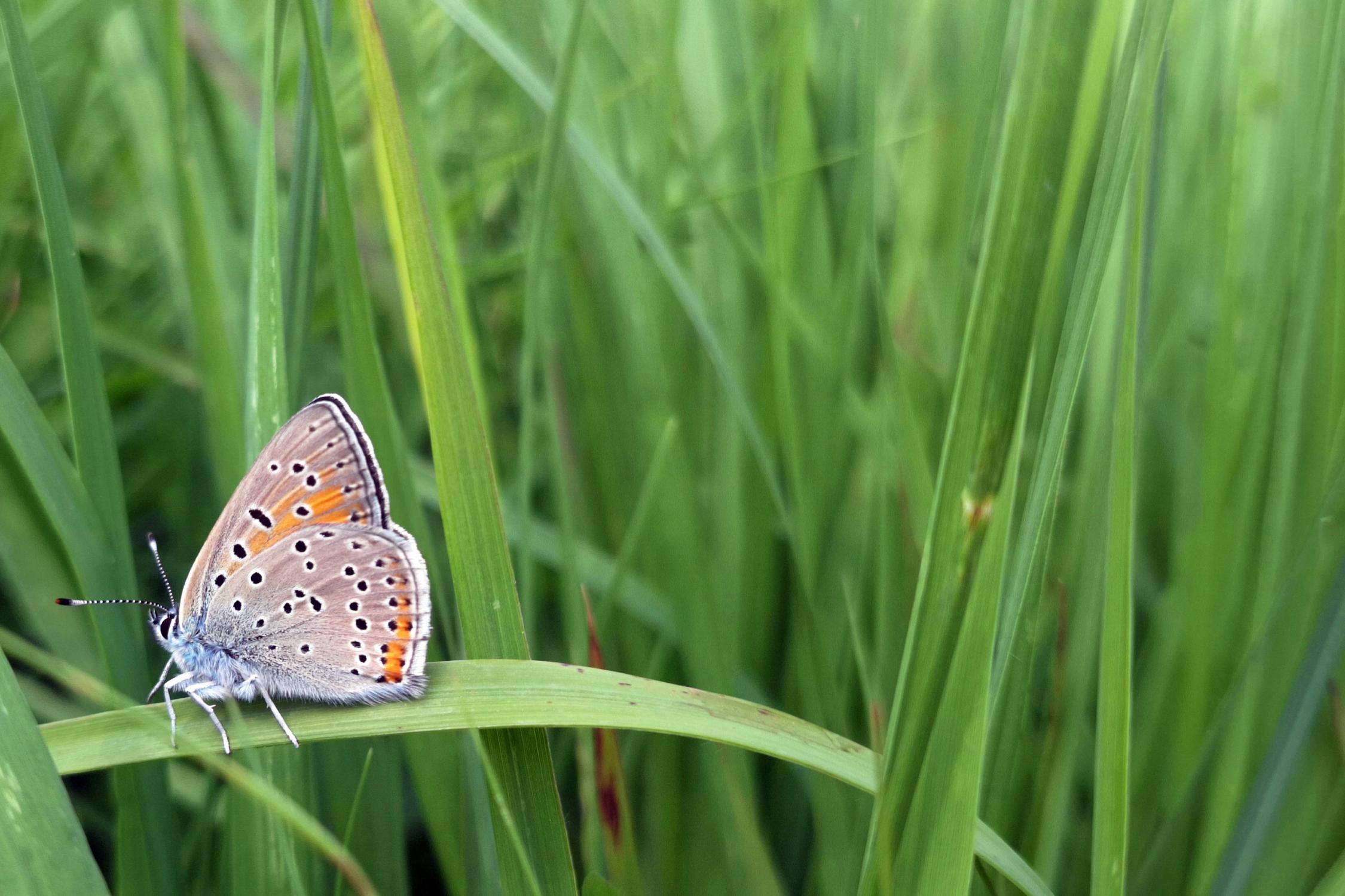 Schmetterling