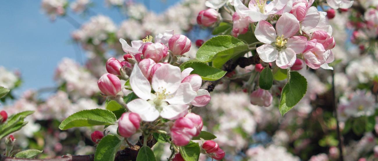 Apfelblüte_newsletter03_2024_header