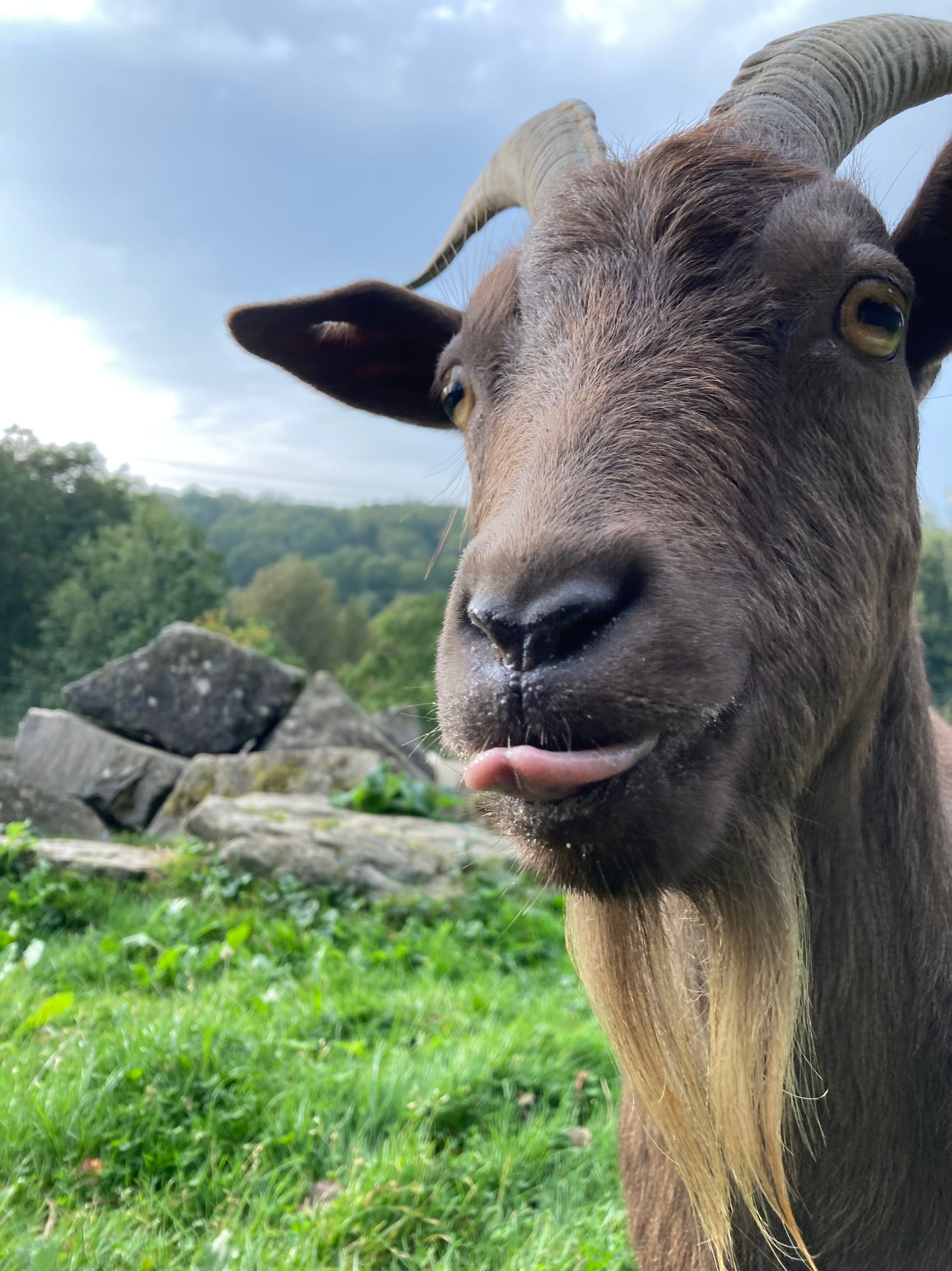 Ziege_Arche_Foto_Kuna